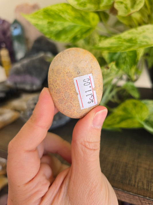 Fossilized Coral Palm Stone