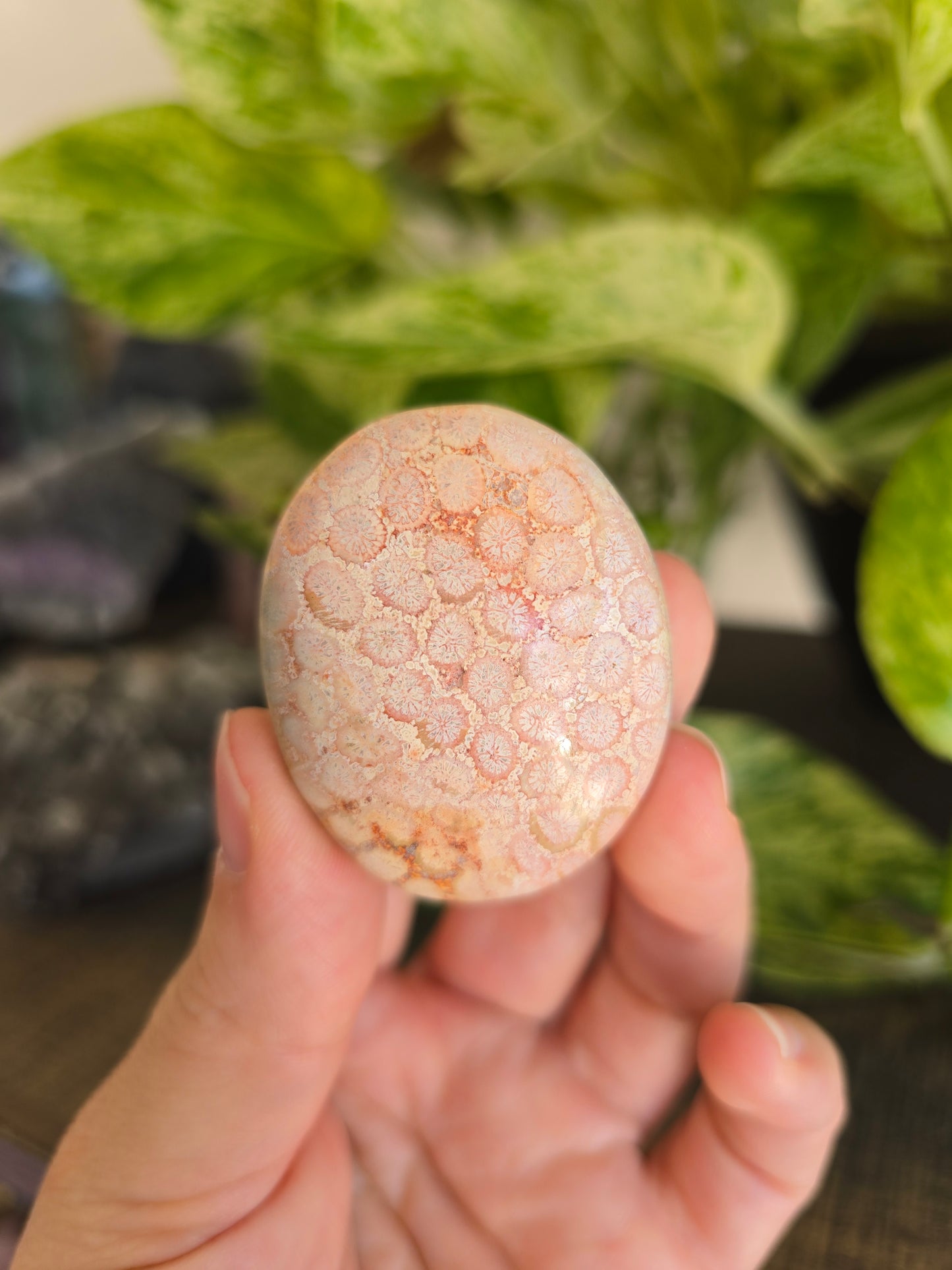 Fossilized Coral Palm Stone