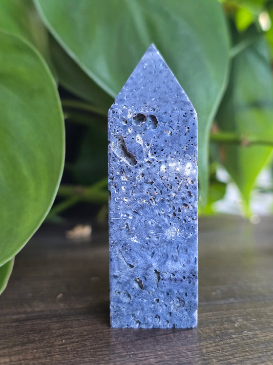 Fossil Coral Point