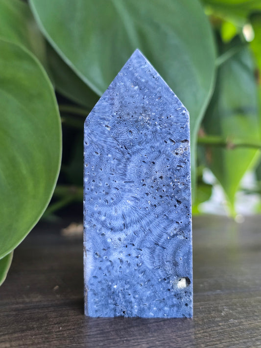 Fossil Coral Point