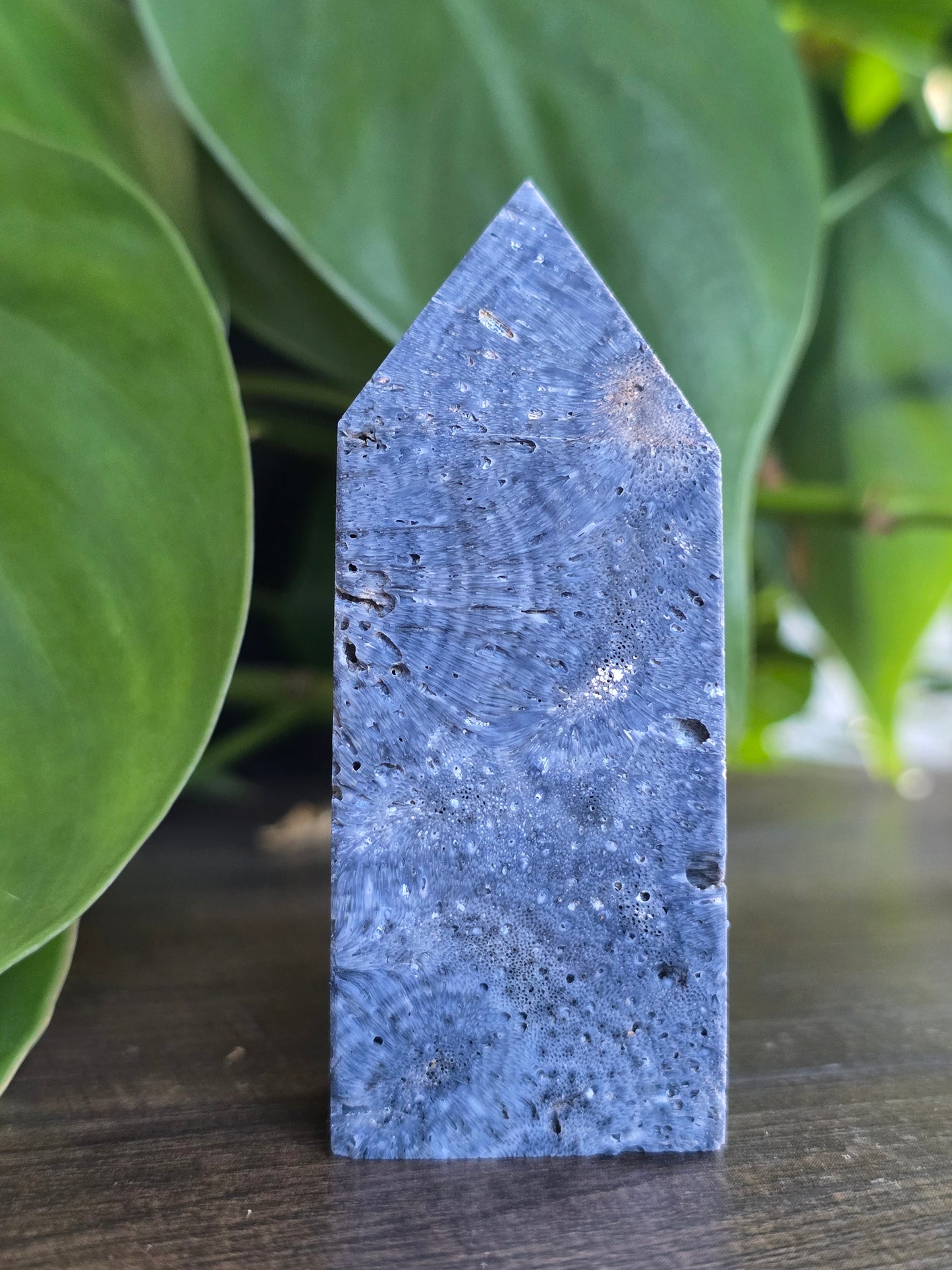 Fossil Coral Point