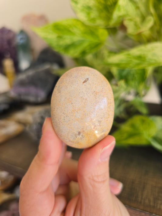 Fossilized Coral Palm Stone